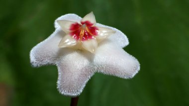 Hoya bella