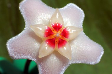 Hoya bella