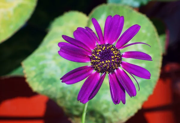 Cineraria, λουλούδι — Φωτογραφία Αρχείου