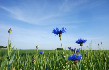 Centaurea