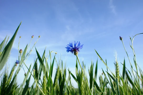 stock image Centaurea