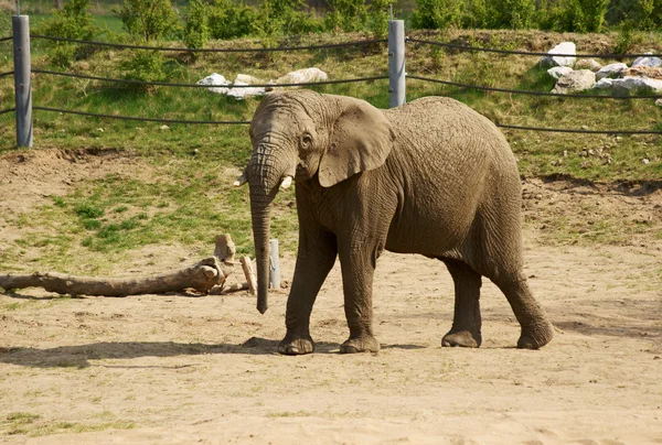 Słoń w zoo — Zdjęcie stockowe