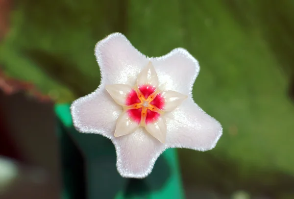 Hoya bella — Stock fotografie