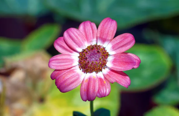 Cinerária, flor — Fotografia de Stock