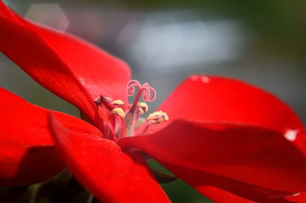 Kırmızı ıtır — Stok fotoğraf