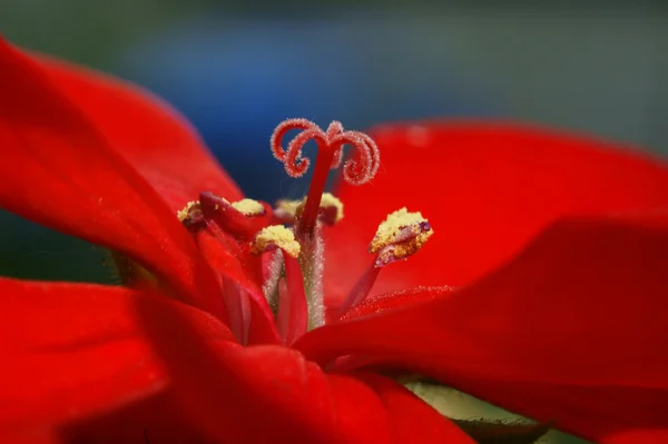 빨간 pelargonium — 스톡 사진