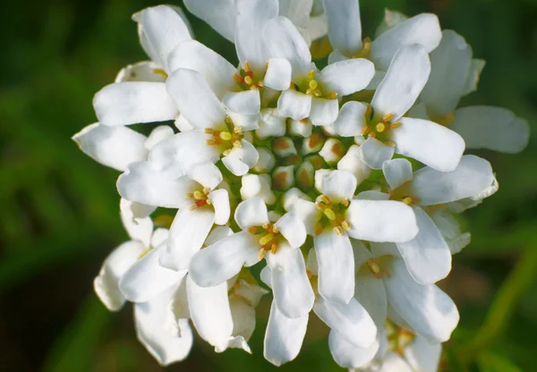 白色的花 — 图库照片