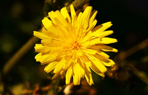 Žlutý květ, — Stock fotografie