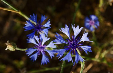 Centaurea