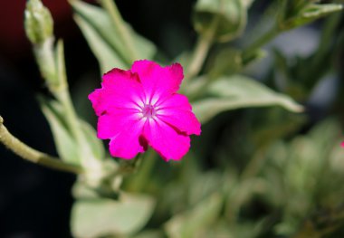 Lychnis