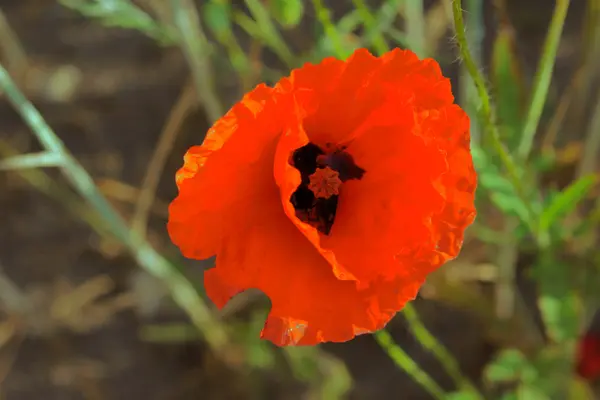 Poppy, flower — Stock Photo, Image