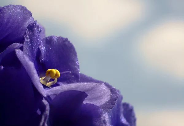 Kwiat, altówka — Zdjęcie stockowe