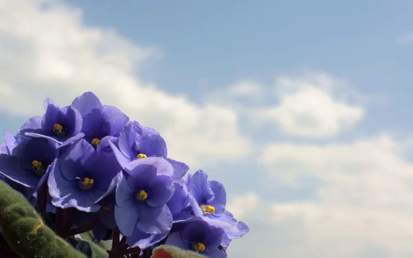 Flower, viola