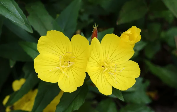 牧草地に咲く黄色の花 — ストック写真