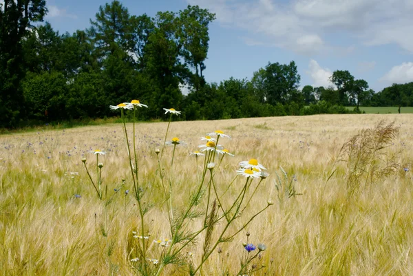 Meadow with flowers — Stock Photo, Image