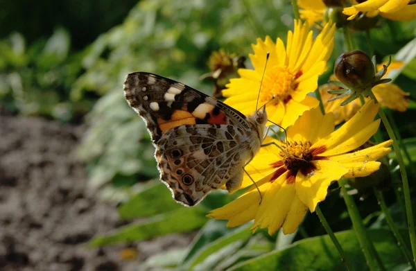 Schmetterling auf gelben Blumen — Stockfoto