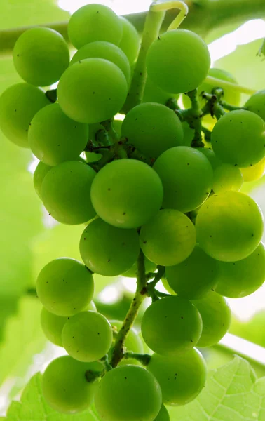 stock image Cluster of grape