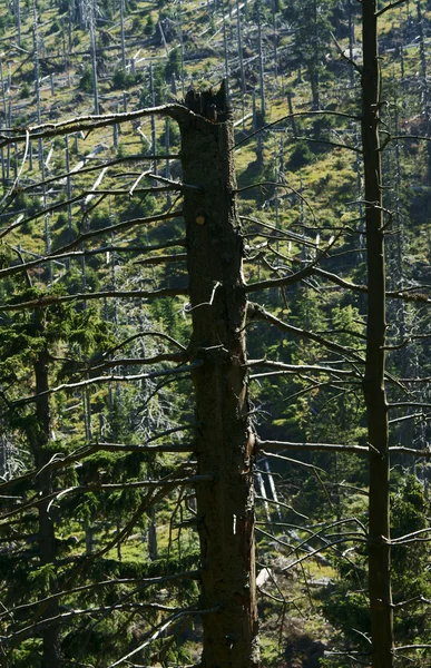 Árbol seco en bosque montañoso — Foto de Stock