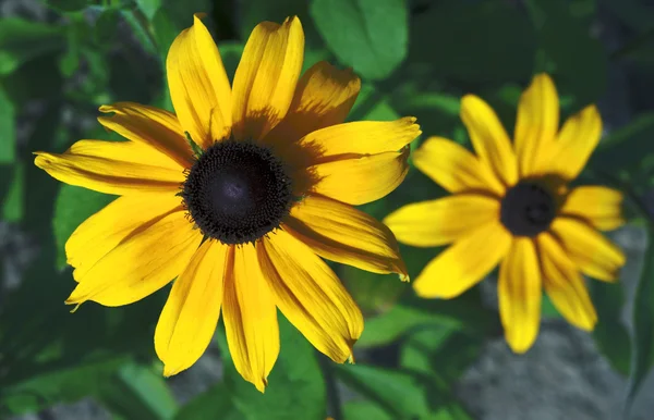 Twee gele bloemen in de tuin — Stockfoto