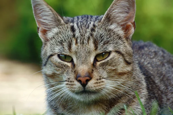 Porträt der grauen Katze — Stockfoto