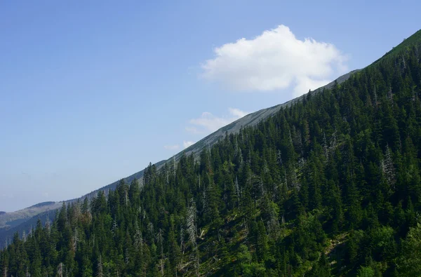 Berghang mit Fichtenwald — Stockfoto