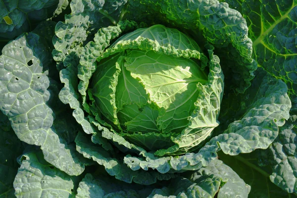 stock image Cabbage