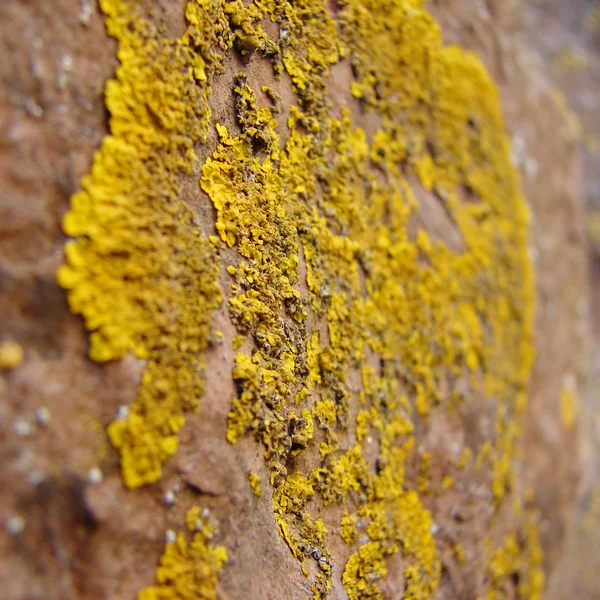 Grunge old stone background — Stock Photo, Image