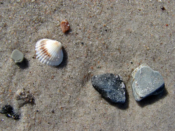Морская раковина на фоне песка — стоковое фото