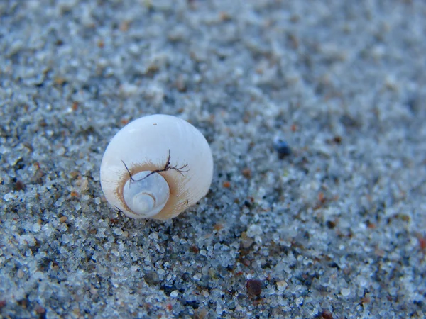 조개 모래 배경에 — 스톡 사진