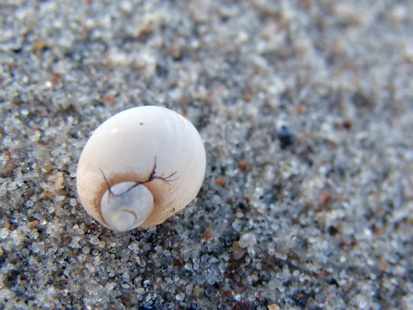 Sea shell with sand as background — Stock Photo, Image