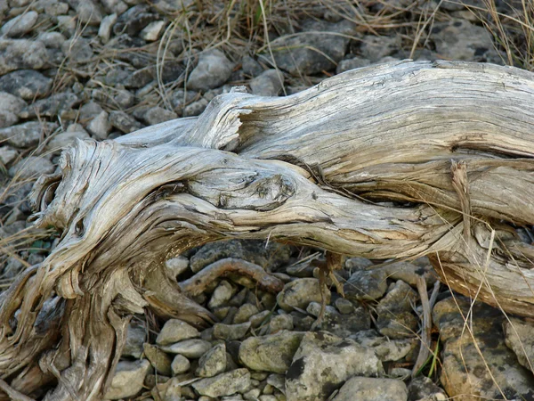 Roots close up — Stock Photo, Image