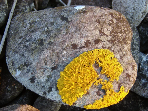 Желтый мох — стоковое фото