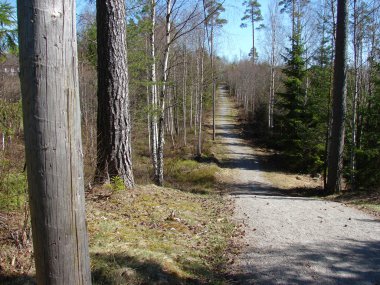 güneş ışığı ile orman yolu