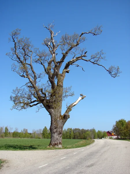 Árbol viejo en el lado de la carretera — Foto de Stock