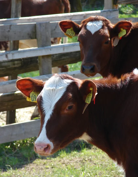 Милые коровы — стоковое фото