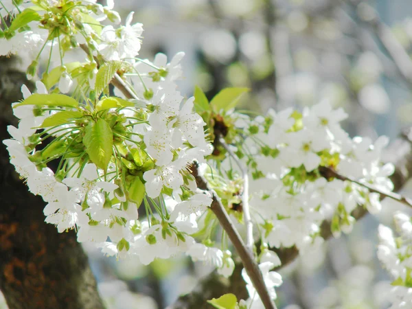 Güzel beyaz bahar çiçek — Stok fotoğraf