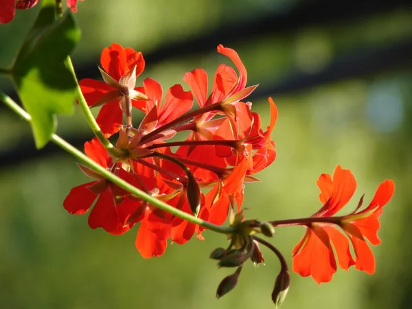 Красивый цветок герань — стоковое фото