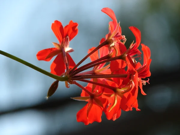 Vacker pelargon blomma — Stockfoto