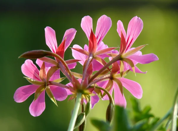 Vacker pelargon blomma — Stockfoto