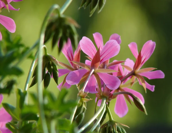 Krásná květina geranium — Stock fotografie