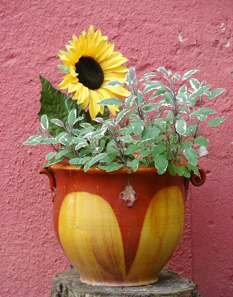 Słonecznik w słoiku — Zdjęcie stockowe