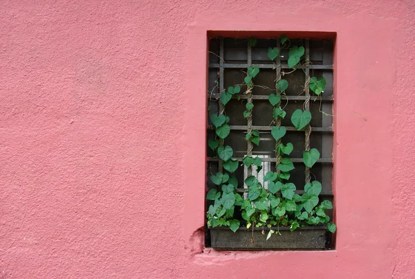 Rosa Wand mit Fenster — Stockfoto