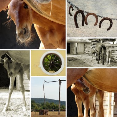 Collage of beautiful baby horse and rural landscapes clipart