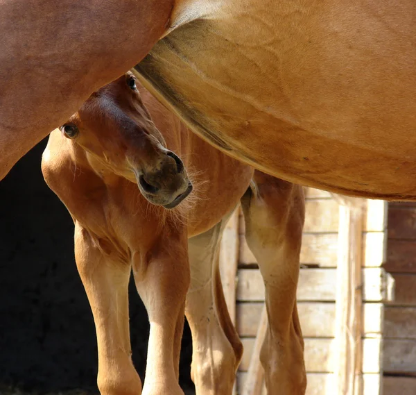 Baby paard — Stockfoto