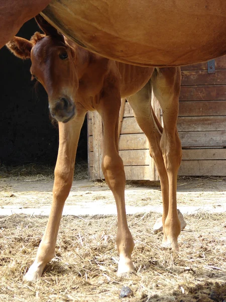 Baby koně — Stock fotografie