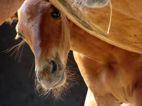Baby horse — Stock Photo, Image