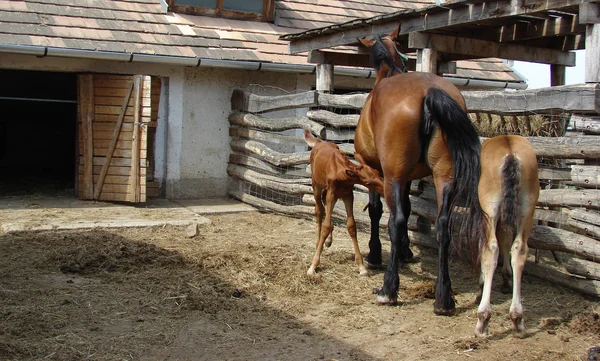 Baby horses with mother — Stock Photo, Image