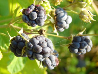 Beautiful blackberries