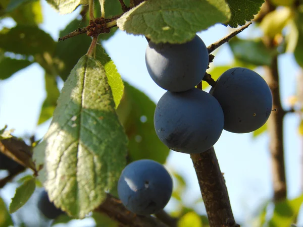 Vackra billberries — Stockfoto