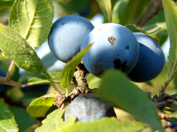 Piękne billberries — Zdjęcie stockowe